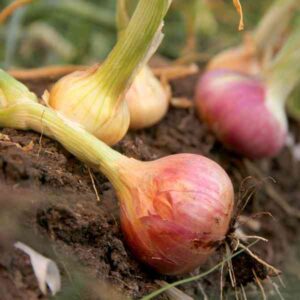 Onion Purplette