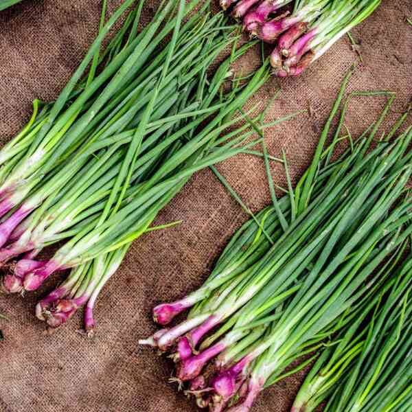 pickling-onion-purplette-seeds-4 pickling-onion-purplette-seeds-4