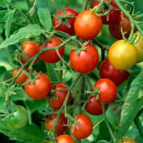 tomato-cherry-fox-seeds