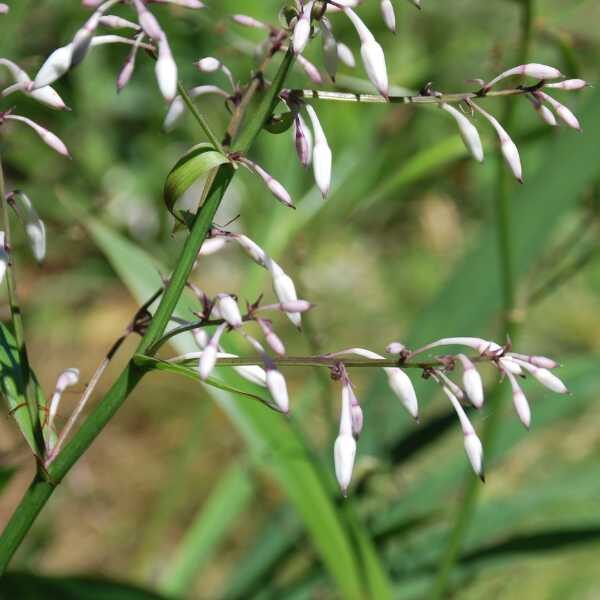 vanilla-lily-seeds-2 vanilla-lily-seeds-2