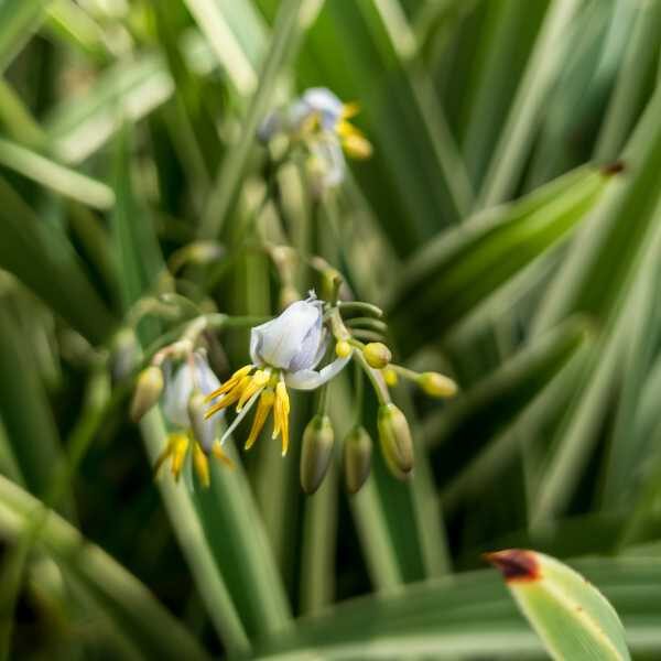 vanilla-lily-seeds-4 vanilla-lily-seeds-4