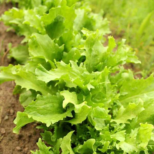 endive-salad-king-seeds=3 endive-salad-king-seeds=3