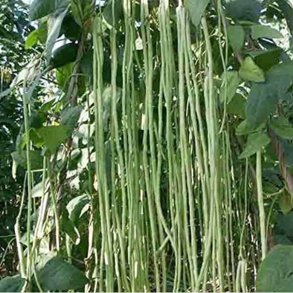 bean-snake-red-dragon-seeds-3 bean-snake-red-dragon-seeds-3