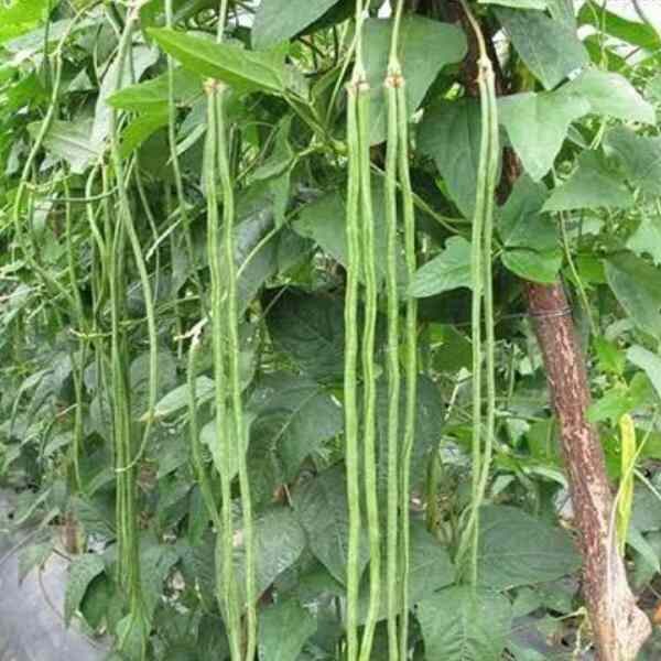 bean-snake-red-dragon-seeds-4 bean-snake-red-dragon-seeds-4