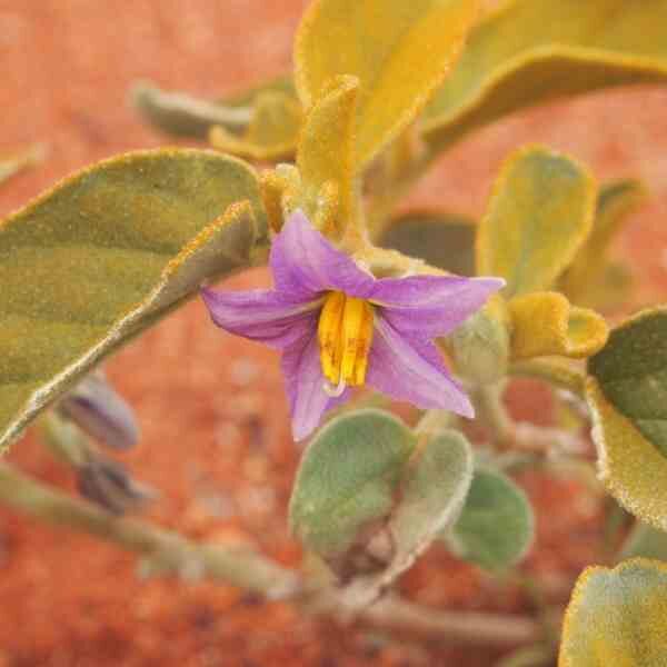 desert raisin-seeds-6