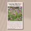 pink-billy-buttons-packet-front-2
