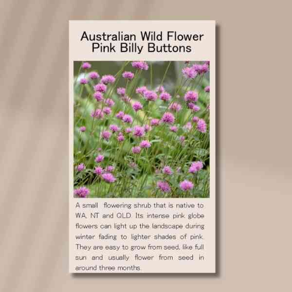 pink-billy-buttons-packet-front-2 pink-billy-buttons-packet-front-2