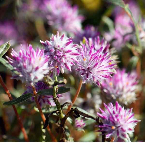 pink-billy-buttons-seeds-1 pink-billy-buttons-seeds-1