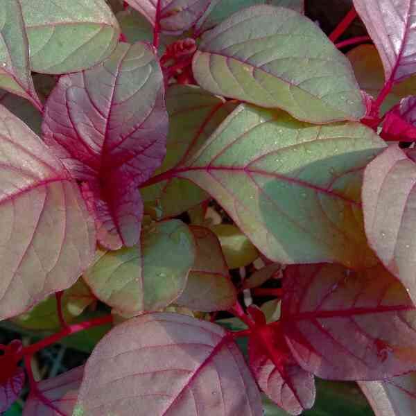 amaranth-red-garnet-seeds-1 amaranth-red-garnet-seeds-1