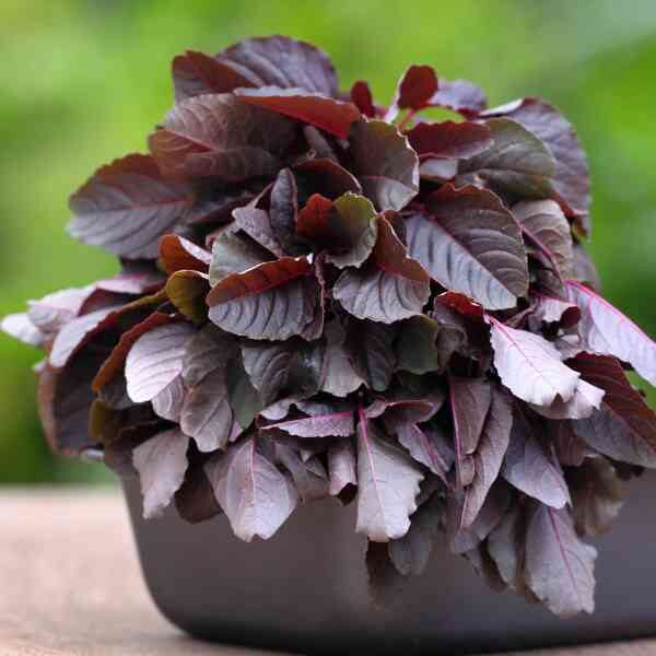 amaranth-red-garnet-seeds-3 amaranth-red-garnet-seeds-3