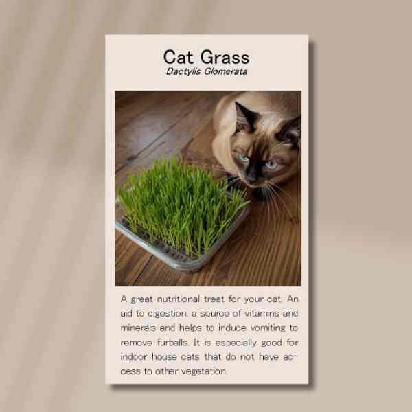 cat-grass-front cat-grass-front