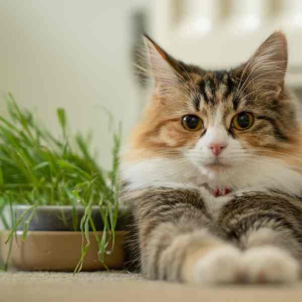 cat-grass-seeds-3 cat-grass-seeds-3