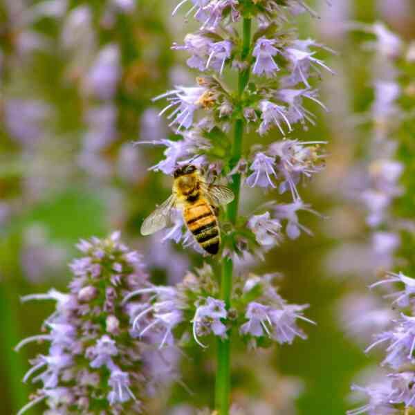 herb-korean-mint-seeds-1 herb-korean-mint-seeds-1