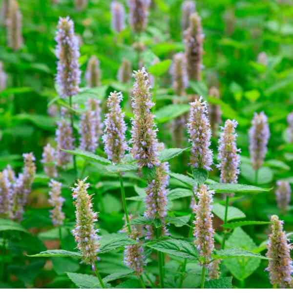 herb-korean-mint-seeds-2 herb-korean-mint-seeds-2