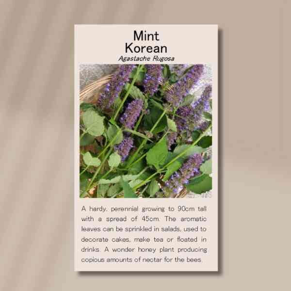 mint-korean-front mint-korean-front