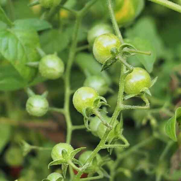 tomato-pimpinellifolium-seeds-3 tomato-pimpinellifolium-seeds-3