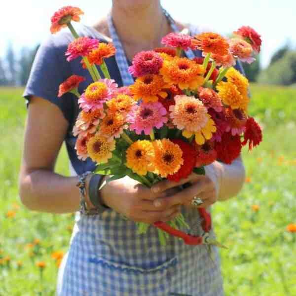 zinnia-cupcake-seeds-3 zinnia-cupcake-seeds-3