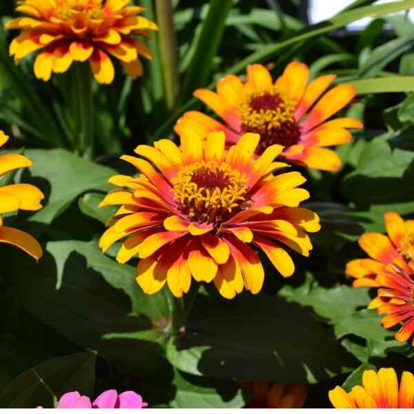 zinnia-cupcake-seeds-4 zinnia-cupcake-seeds-4