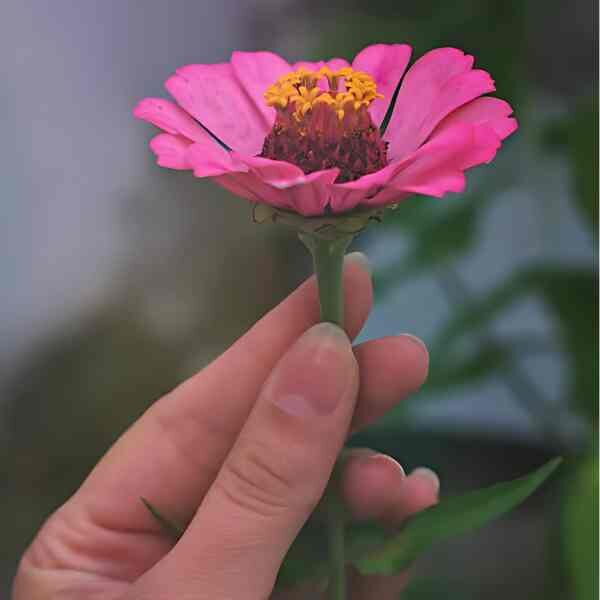 zinnia-cupcake-seeds-5 zinnia-cupcake-seeds-5
