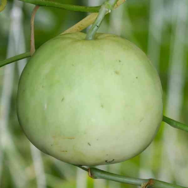 melon-sweet-sakata-seeds=2 melon-sweet-sakata-seeds=2