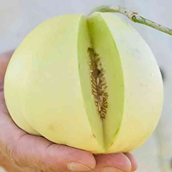 melon-sweet-sakata-seeds=4 melon-sweet-sakata-seeds=4