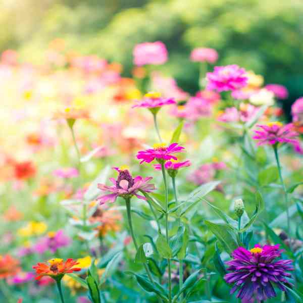 category annual flowers