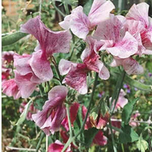 sweet-pea-pink-streamer-1 sweet-pea-pink-streamer-1