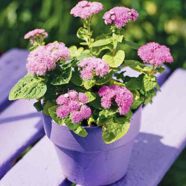 ageratum-pink-ball-seeds=2 ageratum-pink-ball-seeds=2