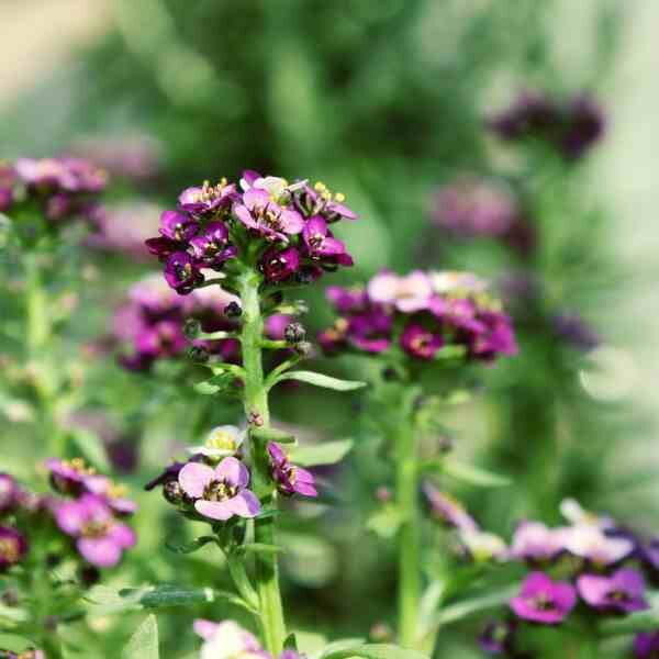 alyssum-royal-carpet-seeds-3 alyssum-royal-carpet-seeds-3