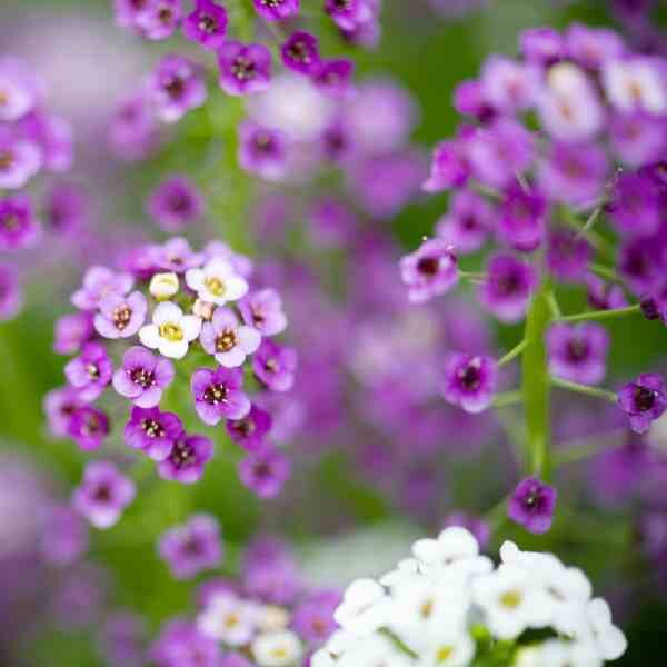 alyssum-royal-carpet-seeds-4 alyssum-royal-carpet-seeds-4
