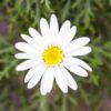 brachyscome-white-splendour-seeds-2