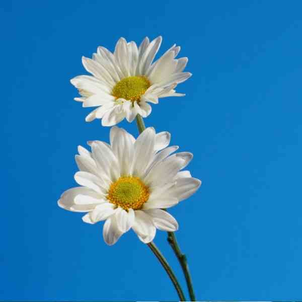 brachyscome-white-splendour-seeds-3 brachyscome-white-splendour-seeds-3