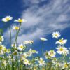 brachyscome-white-splendour-seeds-4