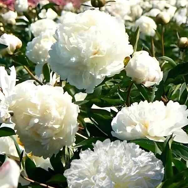 poppy-doubl-cream-seeds-3 poppy-doubl-cream-seeds-3