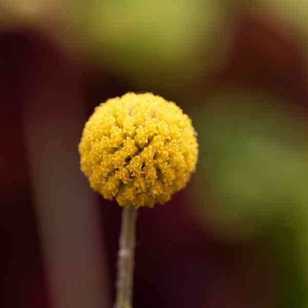 billy-buttons-seeds-1