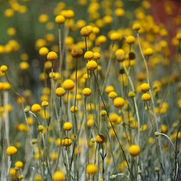 billy-buttons-seeds-5