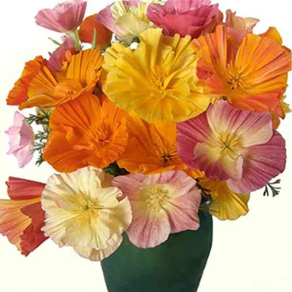 california-poppy-ballerina-mix-seeds-3 california-poppy-ballerina-mix-seeds-3