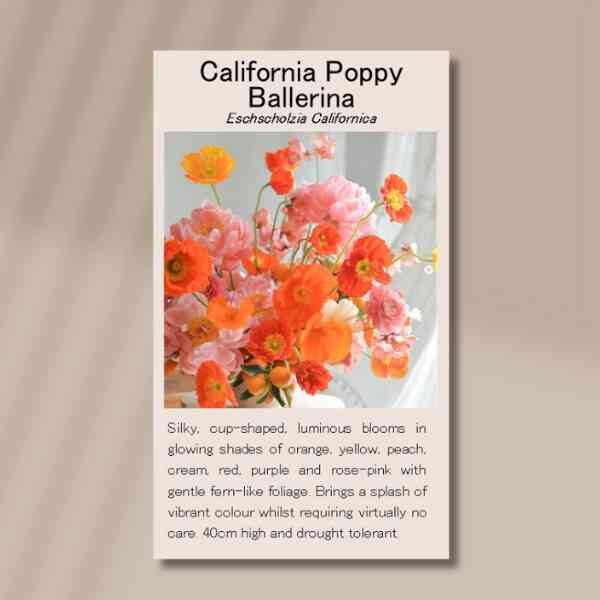 california-poppy-front california-poppy-front