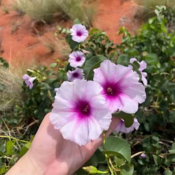 desert-yam-seeds-2 desert-yam-seeds-2