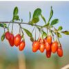 goji-berry-seeds-1