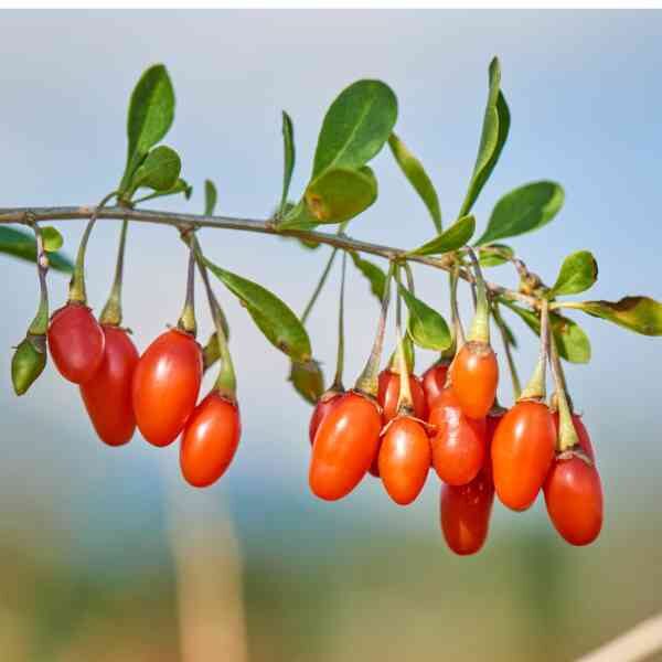 goji-berry-seeds-1