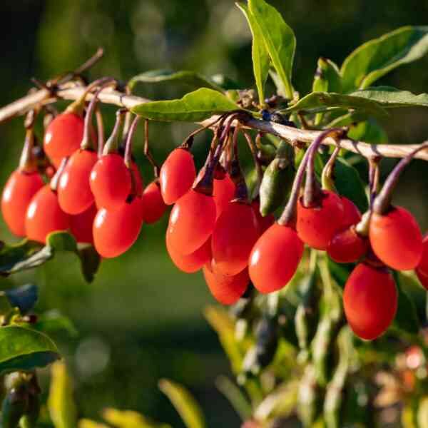 goji-berry-seeds goji-berry-seeds