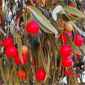 Quandong Tree