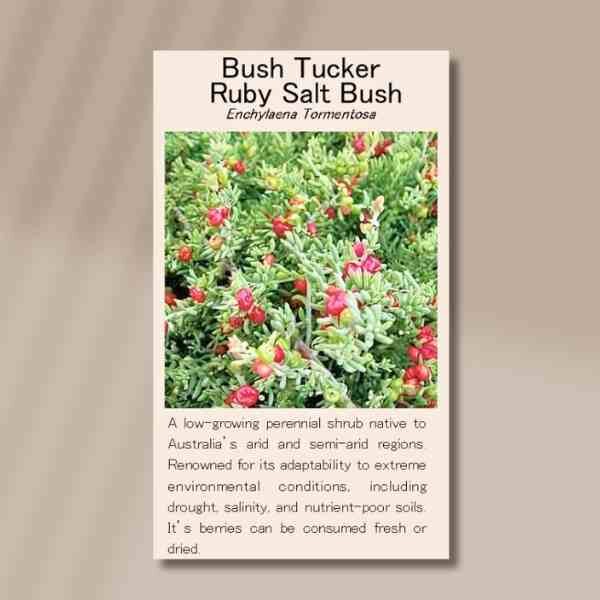 ruby-salt-bush-front ruby-salt-bush-front