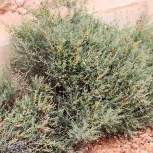 ruby-salt-bush-seeds-4