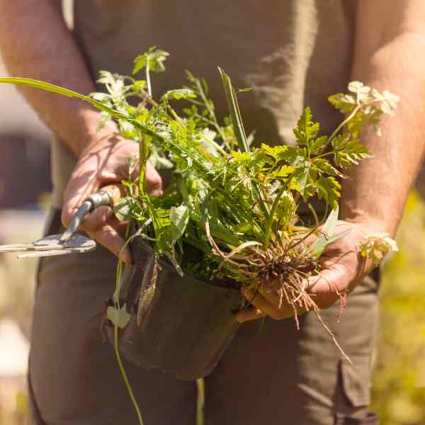 🌿 A Gardeners Reflection On Letting Go