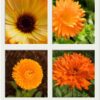 calendula-sunset-mix-seeds-