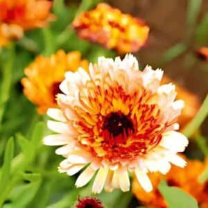 calendula-sunset-mix-seeds-3