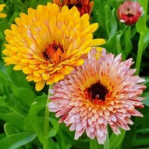 Calendula Sunset Mix