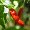 capsicum-marconi-red-seeds=1